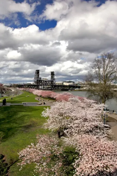 Framed Print : USA, Oregon, Portland. Cherry trees in bloom along Willamette River Framed Print : USA, Oregon, Portland. Cherry trees in bloom along Willamette River
