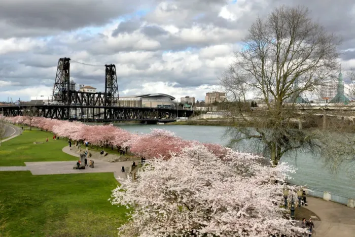 Framed Print : USA, Oregon, Portland. Cherry trees in bloom along Willamette River