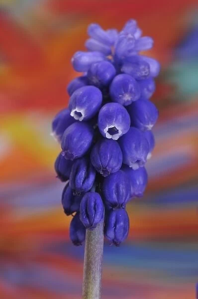 USA, Oregon, Portland. Close-up of blue grape hyacinth flower