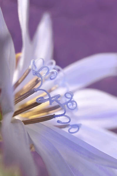 USA, Oregon, Portland. Close-up of chicory wildflower