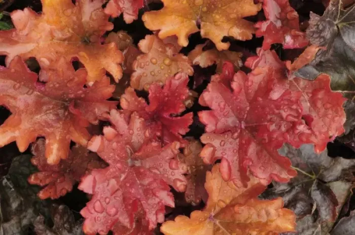 Framed Print : USA, Oregon, Portland. Close-up of foliage of peach flambe heuchera plant in garden Framed Print : USA, Oregon, Portland. Close-up of foliage of peach flambe heuchera plant in garden