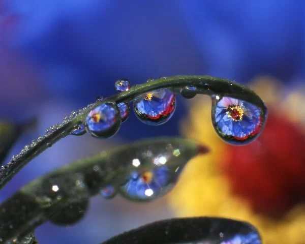 USA, Oregon, Portland, Close-up of ladybird beetle on blue poppy reflecting in dewdrops
