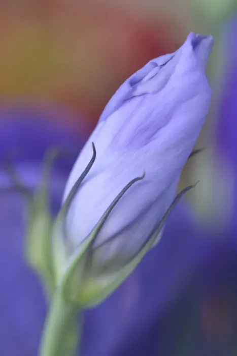 Framed Print : USA, Oregon, Portland. Close-up of lisianthus flower bud Framed Print : USA, Oregon, Portland. Close-up of lisianthus flower bud