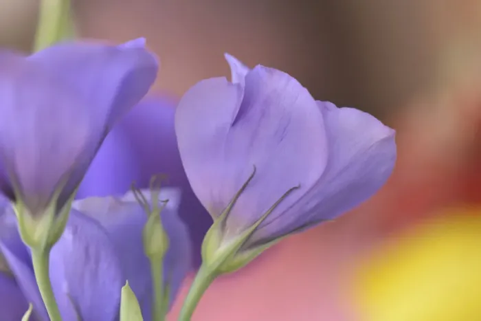 Framed Print : USA, Oregon, Portland. Close-up of lisianthus flowers and bud Framed Print : USA, Oregon, Portland. Close-up of lisianthus flowers and bud