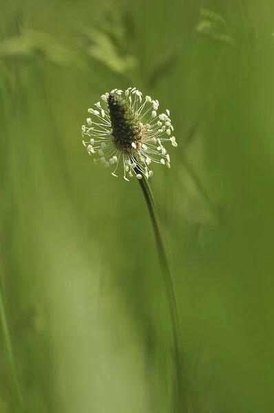 USA, Oregon, Portland. Close-up of plantain weed bloom in meadow. Credit as: Steve