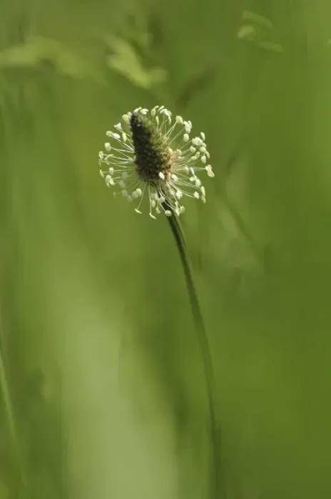 Framed Print : USA, Oregon, Portland. Close-up of plantain weed bloom in meadow. Credit as: Steve