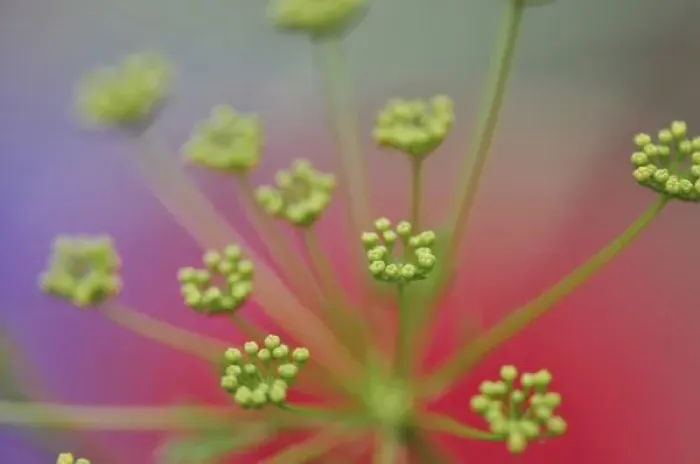 Framed Print : USA, Oregon, Portland. Close-up of Queen Annes lace wildflower. Credit as: Steve