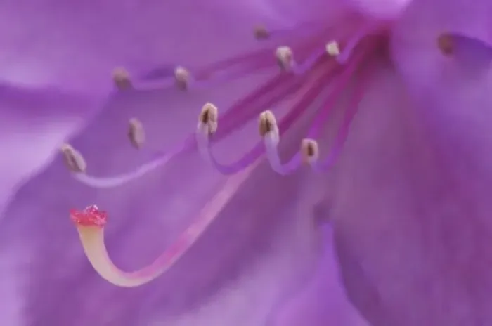 Framed Print : USA, Oregon, Portland. Close-up of a rhododendron flower in garden. Credit as: Steve