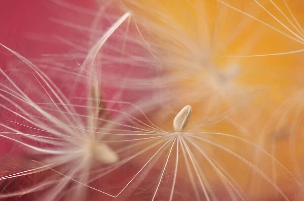 USA, Oregon, Portland. Close-up of salsify seed head. Credit as: Steve Terrill  / 