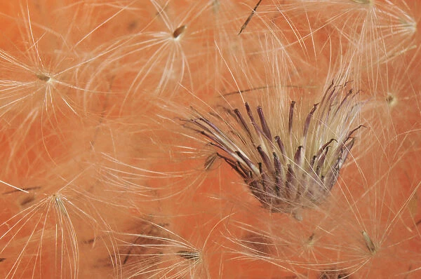 USA, Oregon, Portland. Close-up of salsify seed head. Credit as: Steve Terrill  / 