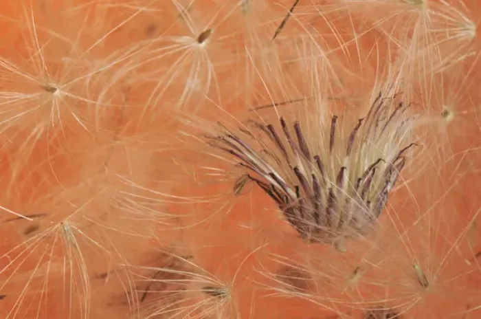 Framed Print : USA, Oregon, Portland. Close-up of salsify seed head. Credit as: Steve Terrill  / 