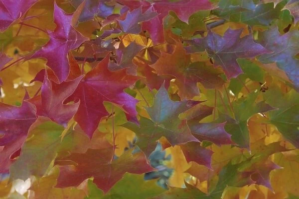 USA, Oregon, Portland. Close-up of sweet gum tree in autumn foliage