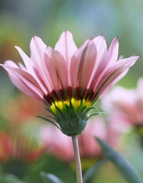 USA, Oregon, Portland, Close-up side view of ganzia flower