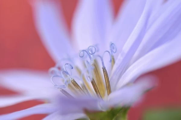 USA, Oregon, Portland. Close-up of wild chicory flower. Credit as: Steve Terrill