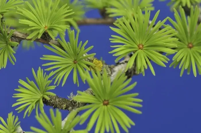 Framed Print : USA, Oregon, Portland. Close-up of young tamarack tree needles Framed Print : USA, Oregon, Portland. Close-up of young tamarack tree needles