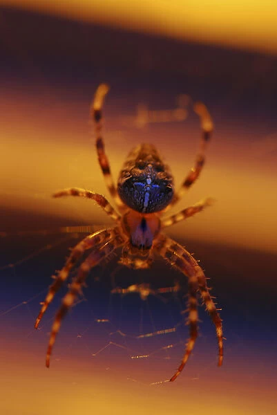 USA, Oregon, Portland. Common garden spider illuminated under porch light. Credit as