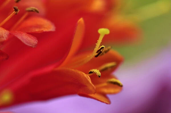 USA, Oregon, Portland. Coral honeysuckle flowers close-up. Credit as: Steve Terrill