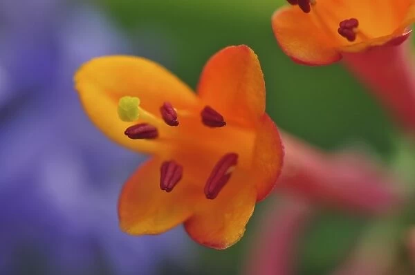 USA, Oregon, Portland. Coral honeysuckle flowers close-up