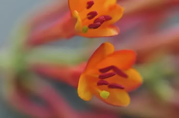 Framed Print : USA, Oregon, Portland. Coral honeysuckle flowers close-up