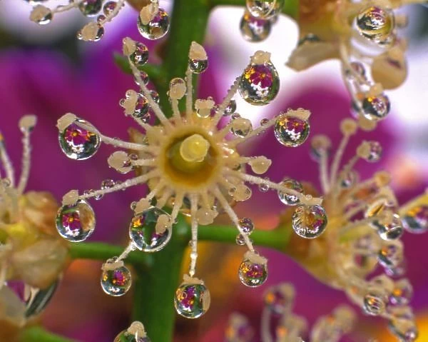 USA, Oregon, Portland. Cosmos flowers reflect in dewdrops clinging to laurel bloom
