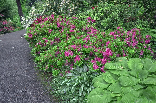 USA, Oregon, Portland, Crystal Springs Rhododendron Garden, Rhododendrons and azaleas