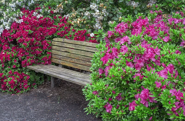 USA, Oregon, Portland, Crystal Springs Rhododendron Garden, Rhododendrons and azaleas