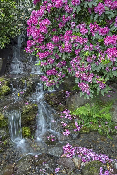 USA, Oregon, Portland, Crystal Springs Rhododendron Garden, Rhododendron blooms alongside waterfall