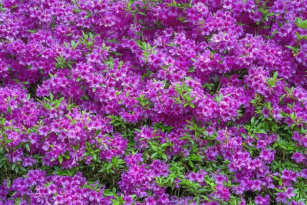 USA, Oregon, Portland, Crystal Springs Rhododendron Garden, Azalea in bloom