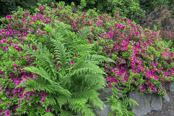 USA, Oregon, Portland, Crystal Springs Rhododendron Garden, Blooming azalea and bracken