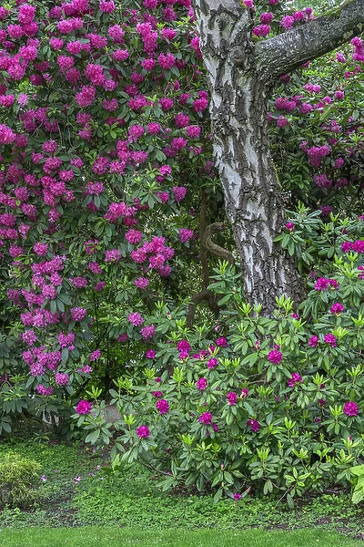 USA, Oregon, Portland, Crystal Springs Rhododendron Garden, Purple blossoms of rhododendrons