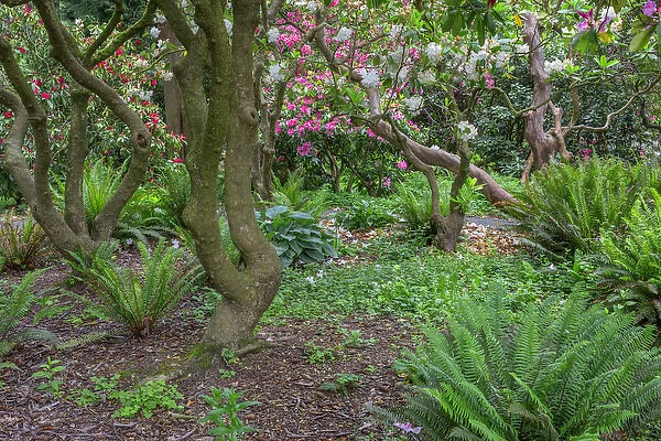 USA, Oregon, Portland, Crystal Springs Rhododendron Garden, Woody branches of rhododendrons