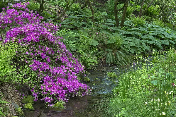 USA, Oregon, Portland, Crystal Springs Rhododendron Garden, Azalea in bloom along