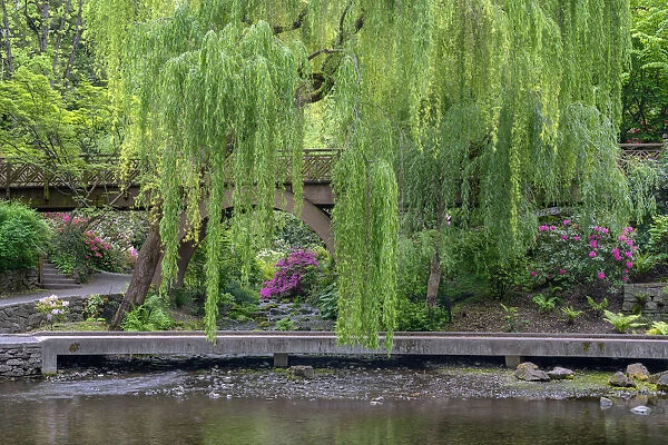 USA; Oregon; Portland; Crystal Springs Rhododendron Garden; Weeping willow above small creek