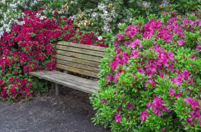 Framed Print : USA, Oregon, Portland, Crystal Springs Rhododendron Garden, Rhododendrons and azaleas Framed Print : USA, Oregon, Portland, Crystal Springs Rhododendron Garden, Rhododendrons and azaleas
