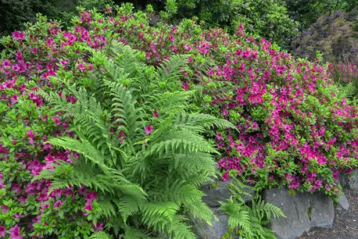 Framed Print : USA, Oregon, Portland, Crystal Springs Rhododendron Garden, Blooming azalea and bracken Framed Print : USA, Oregon, Portland, Crystal Springs Rhododendron Garden, Blooming azalea and bracken