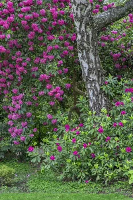 Framed Print : USA, Oregon, Portland, Crystal Springs Rhododendron Garden, Purple blossoms of rhododendrons Framed Print : USA, Oregon, Portland, Crystal Springs Rhododendron Garden, Purple blossoms of rhododendrons