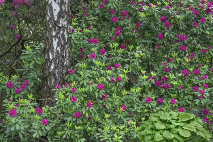 Framed Print : USA, Oregon, Portland, Crystal Springs Rhododendron Garden, Purple blossoms of rhododendrons Framed Print : USA, Oregon, Portland, Crystal Springs Rhododendron Garden, Purple blossoms of rhododendrons