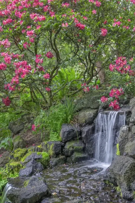 Framed Print : USA, Oregon, Portland, Crystal Springs Rhododendron Garden, Light red blossoms of Framed Print : USA, Oregon, Portland, Crystal Springs Rhododendron Garden, Light red blossoms of