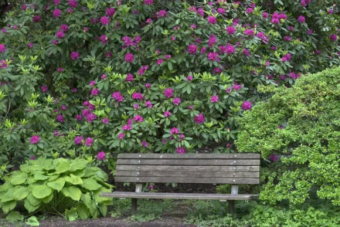 Framed Print : USA, Oregon, Portland, Crystal Springs Rhododendron Garden, Purple blossoms of rhododendrons Framed Print : USA, Oregon, Portland, Crystal Springs Rhododendron Garden, Purple blossoms of rhododendrons