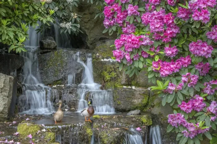 Framed Print : USA, Oregon, Portland, Crystal Springs Rhododendron Garden, Mallard ducks (male Framed Print : USA, Oregon, Portland, Crystal Springs Rhododendron Garden, Mallard ducks (male