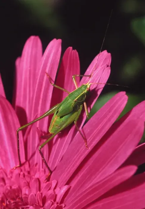 Framed Print : USA, Oregon, Portland. Fork-tailed bush katydid on gerbera flower