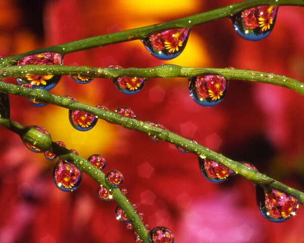 USA, Oregon, Portland. Garden flowers reflecting in dewdrops
