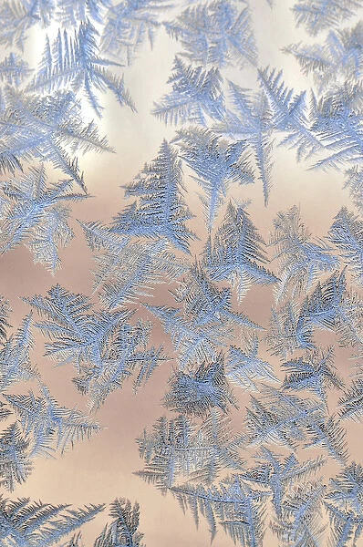 USA, Oregon, Portland. Ice crystals on window pane
