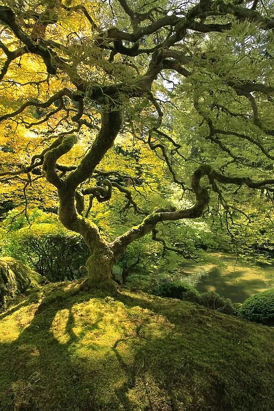 USA, Oregon, Portland. Japanese lace maple tree in Portland Japanese Garden. Credit as