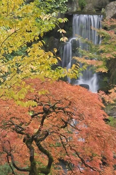 USA, Oregon, Portland. Japanese maple tree and waterfall at Portland Japanese Garden
