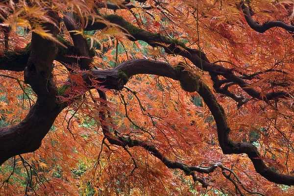 USA, Oregon, Portland. Japanese maple tree in autumn color at Portland Japanese Garden