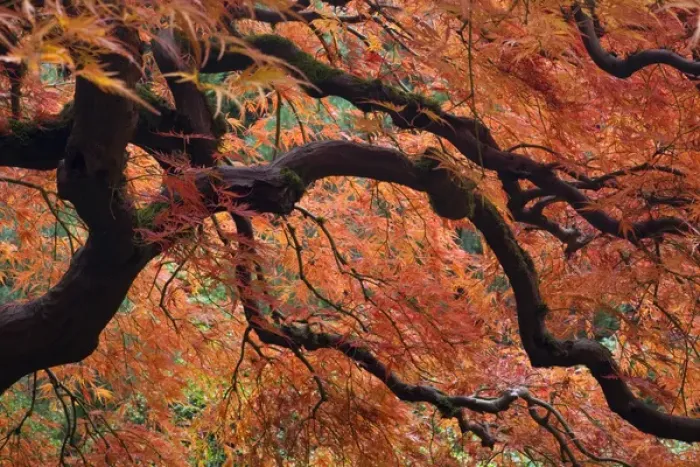 Framed Print : USA, Oregon, Portland. Japanese maple tree in autumn color at Portland Japanese Garden