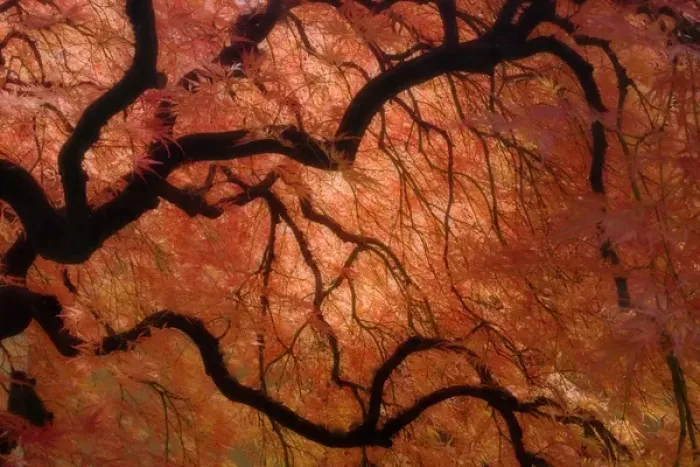 Framed Print : USA, Oregon, Portland. Japanese maple tree in autumn color at Portland Japanese Garden