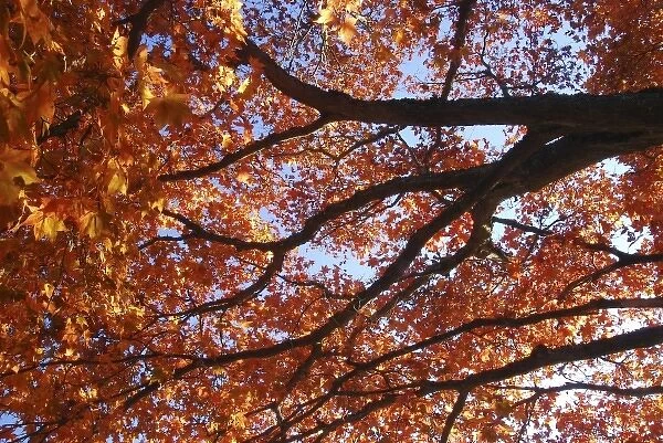 USA, Oregon, Portland. Japanese maple tree in fall color