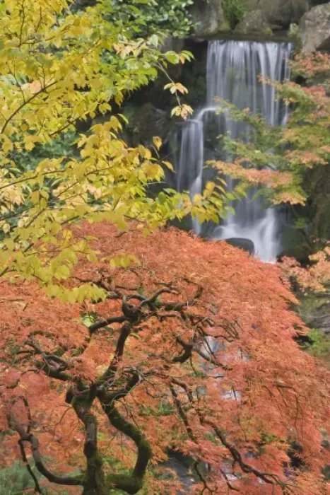 Framed Print : USA, Oregon, Portland. Japanese maple tree and waterfall at Portland Japanese Garden